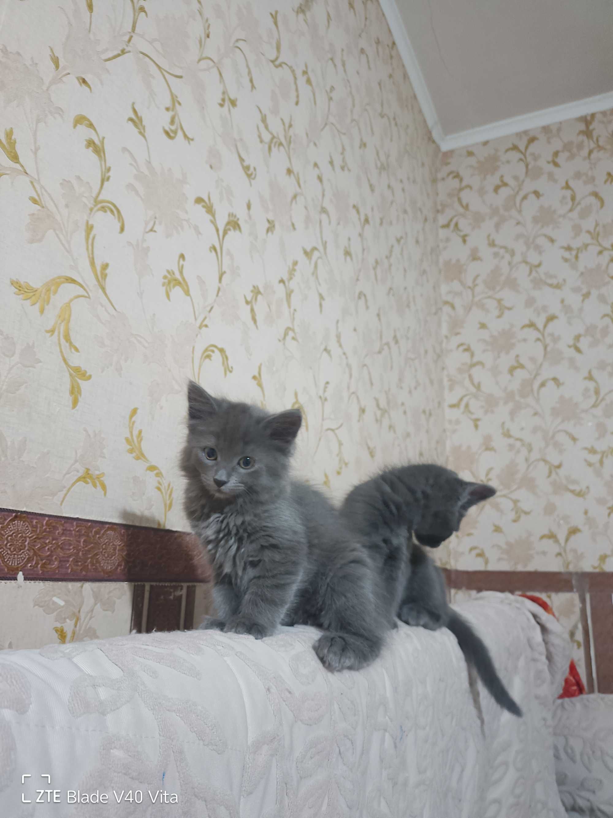 Кошенята шукають родину, діткам 2 місяці.