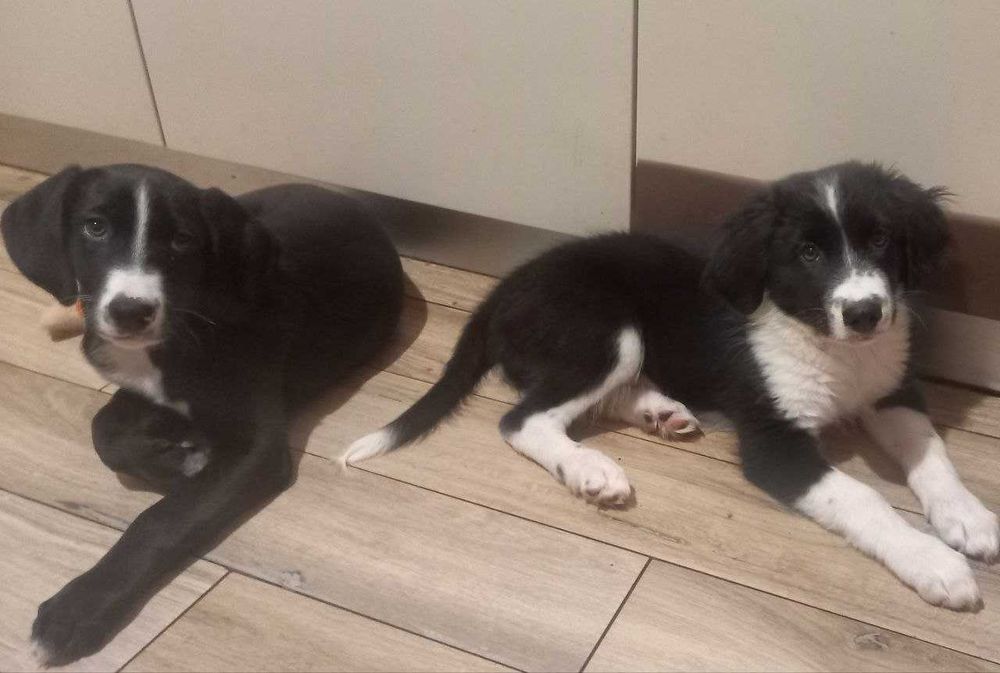 Цуценята метис спаніеля і естонської гончої