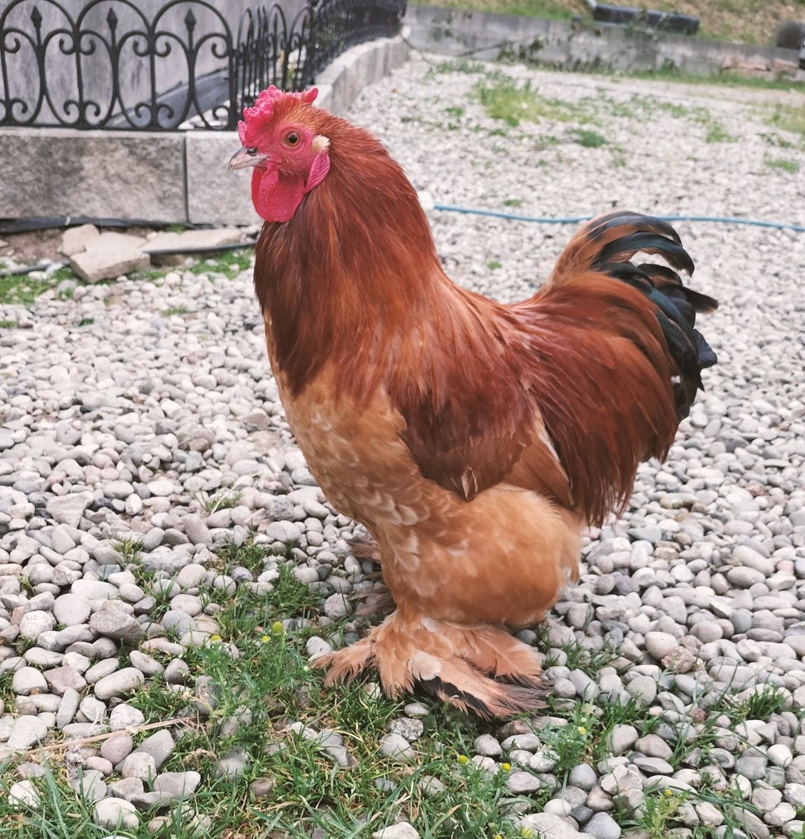 Sprzedam młode koguty