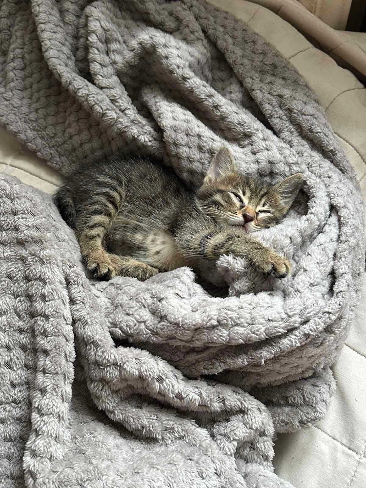 Тигровые котятки бесплатно