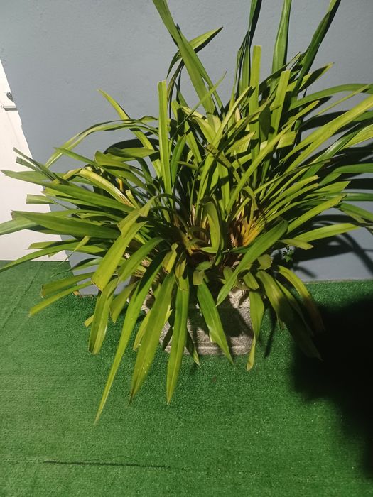 Vendo vaso  em cimento com orquídea