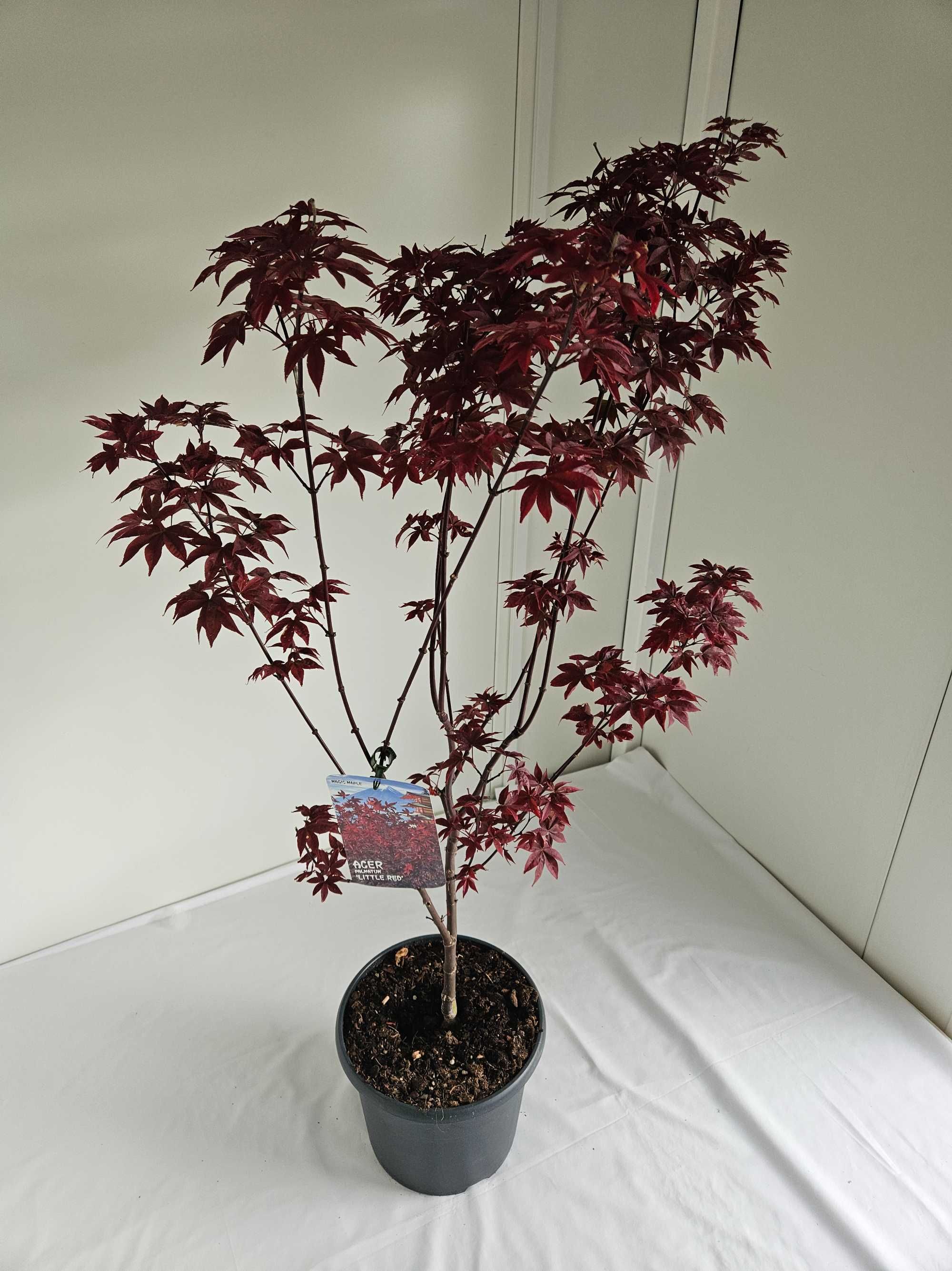 Bonsai – Klon japoński palmowy 'Little Red'