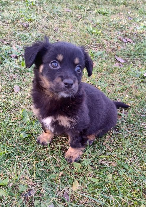 Czarne kuleczki szczeniaki.