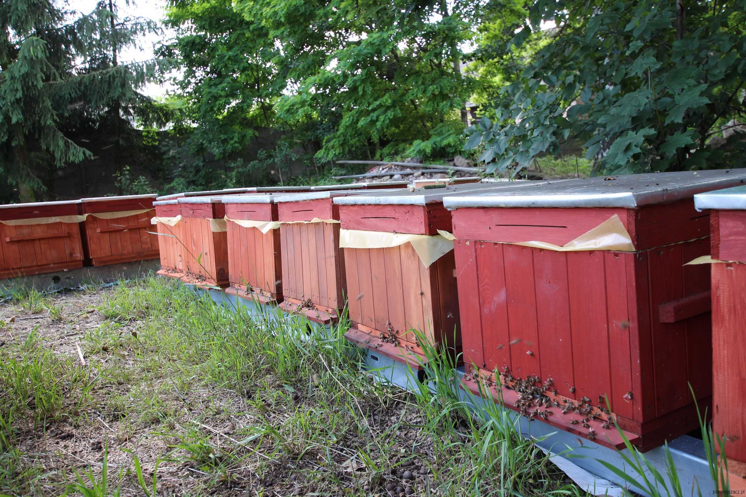 ul ule wielkopolski miód pasieka odklady pszczoły