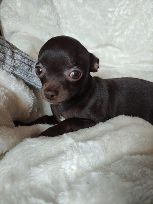 Śliczny piesek Chihuahua gorzka czekolada. Rodowód 4 pokolenia