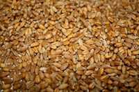 Продається пшениця 5.50грн/кг