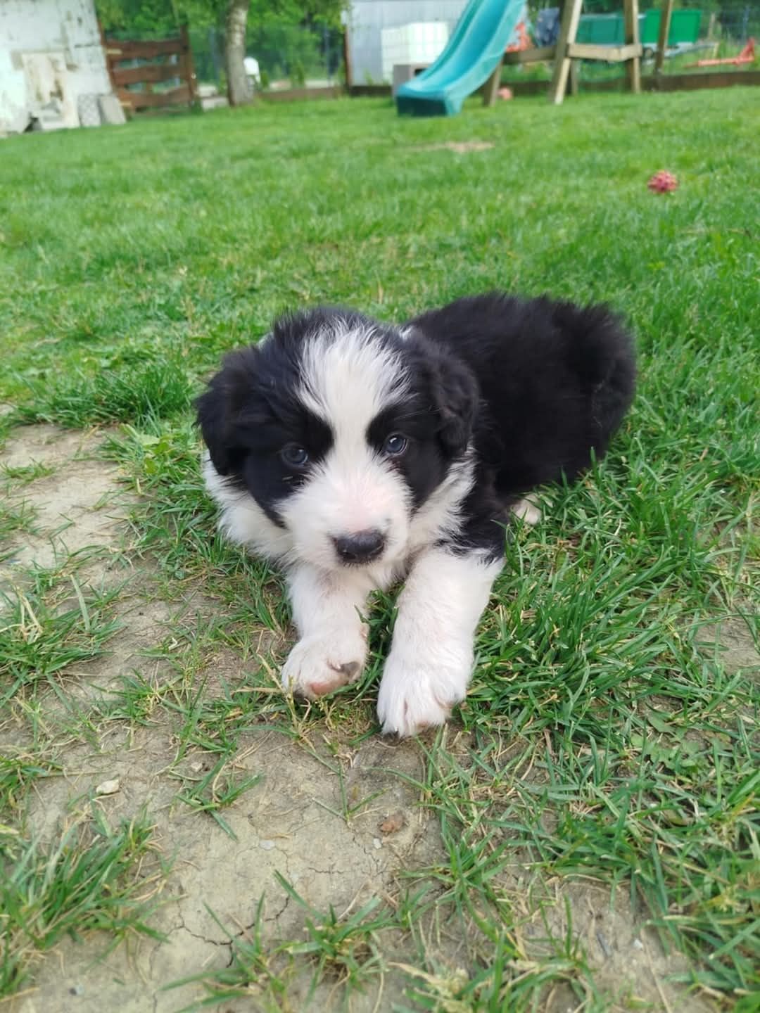 Sprzedam psy rasy Border Collie