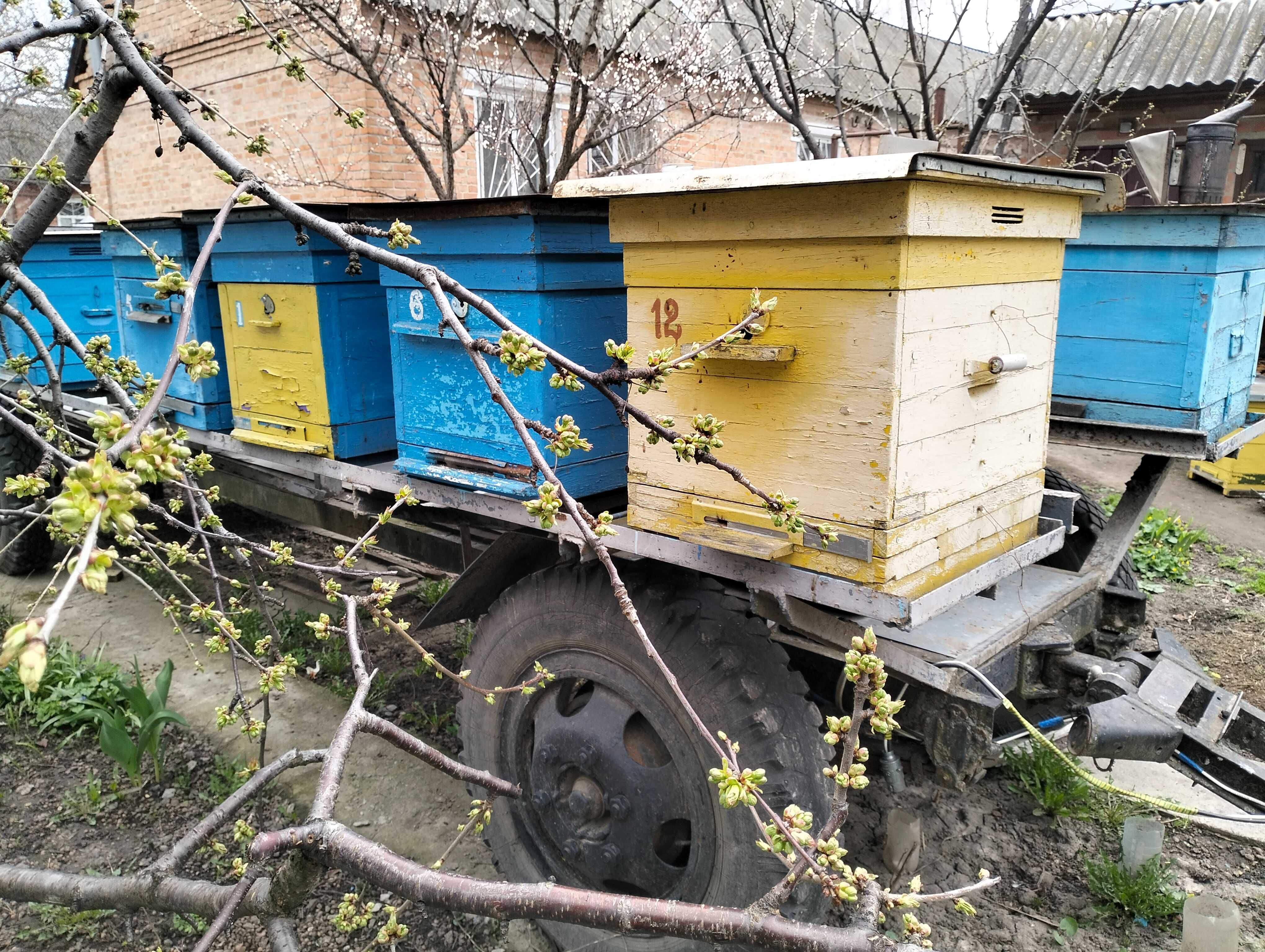 продаються бджолосім'ї породи українська степова