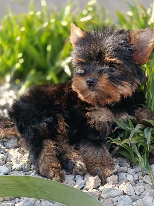 Хлопчик йорчик красень