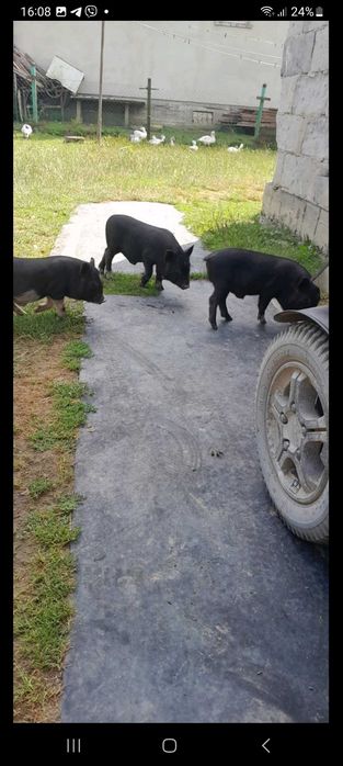 Поросята в'єтнамці