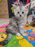 Nina srebrzysta Maine coon