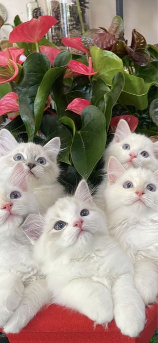 Котёнок, регдолл, Ragdoll, котик