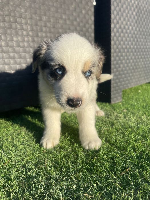 Border Collie Tri blue merle