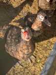 Patos mudos vários tamanhos