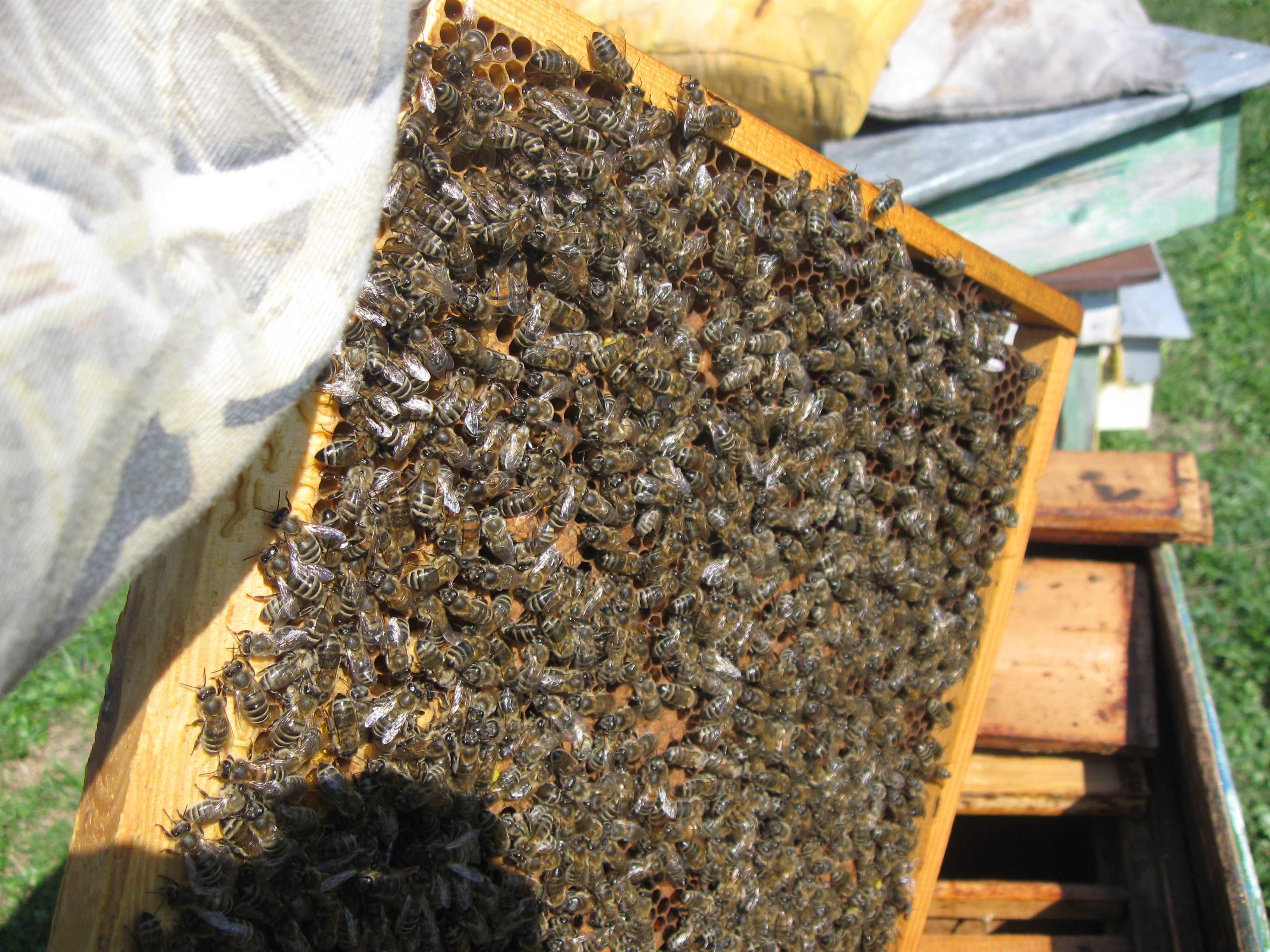 Продам бджолопакети і бджолосімї Тернопільська обл