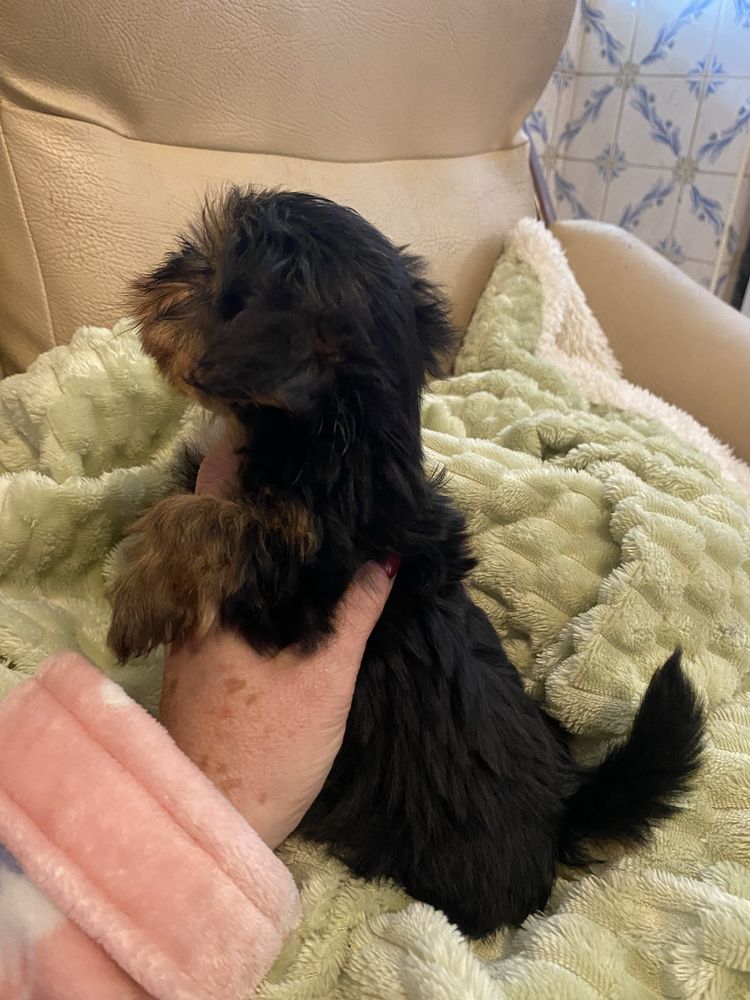 Yorkshire terrier  macho mini