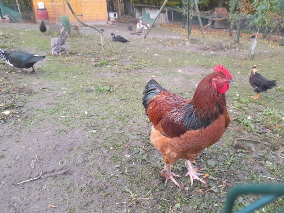 Kogut kochin z maja 2025