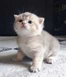 Gatinha scottish fold