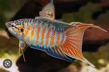 Peixe paraíso azul