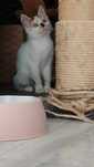 Matylda do adopcji.