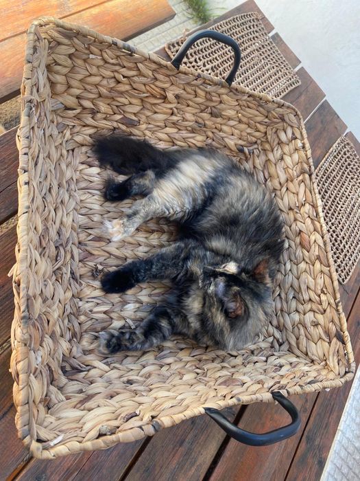 Procuro trabalho para petsiting - petwalking