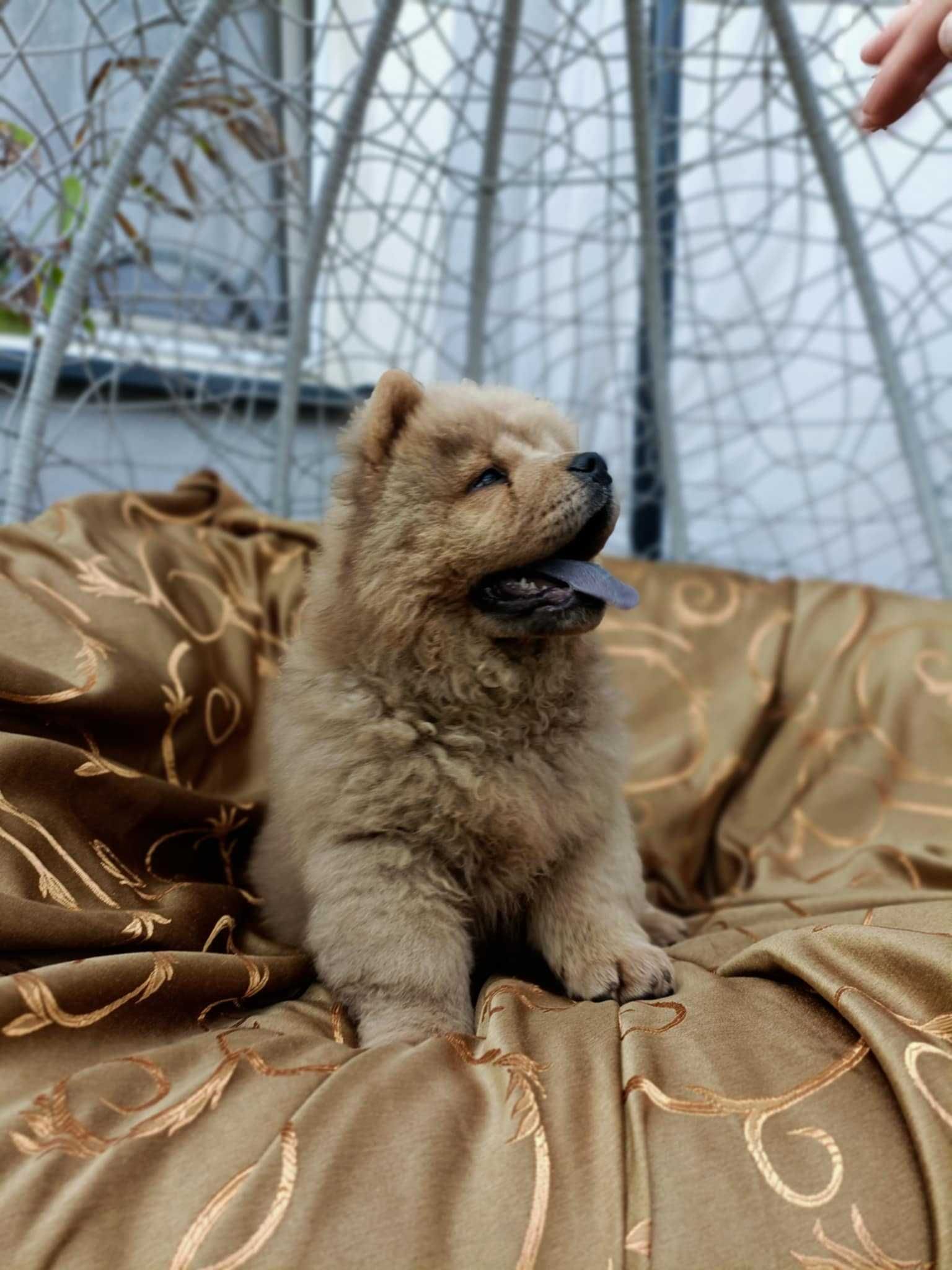 Wzorcowy Chow Chow piękny exterrier rodzice FCI