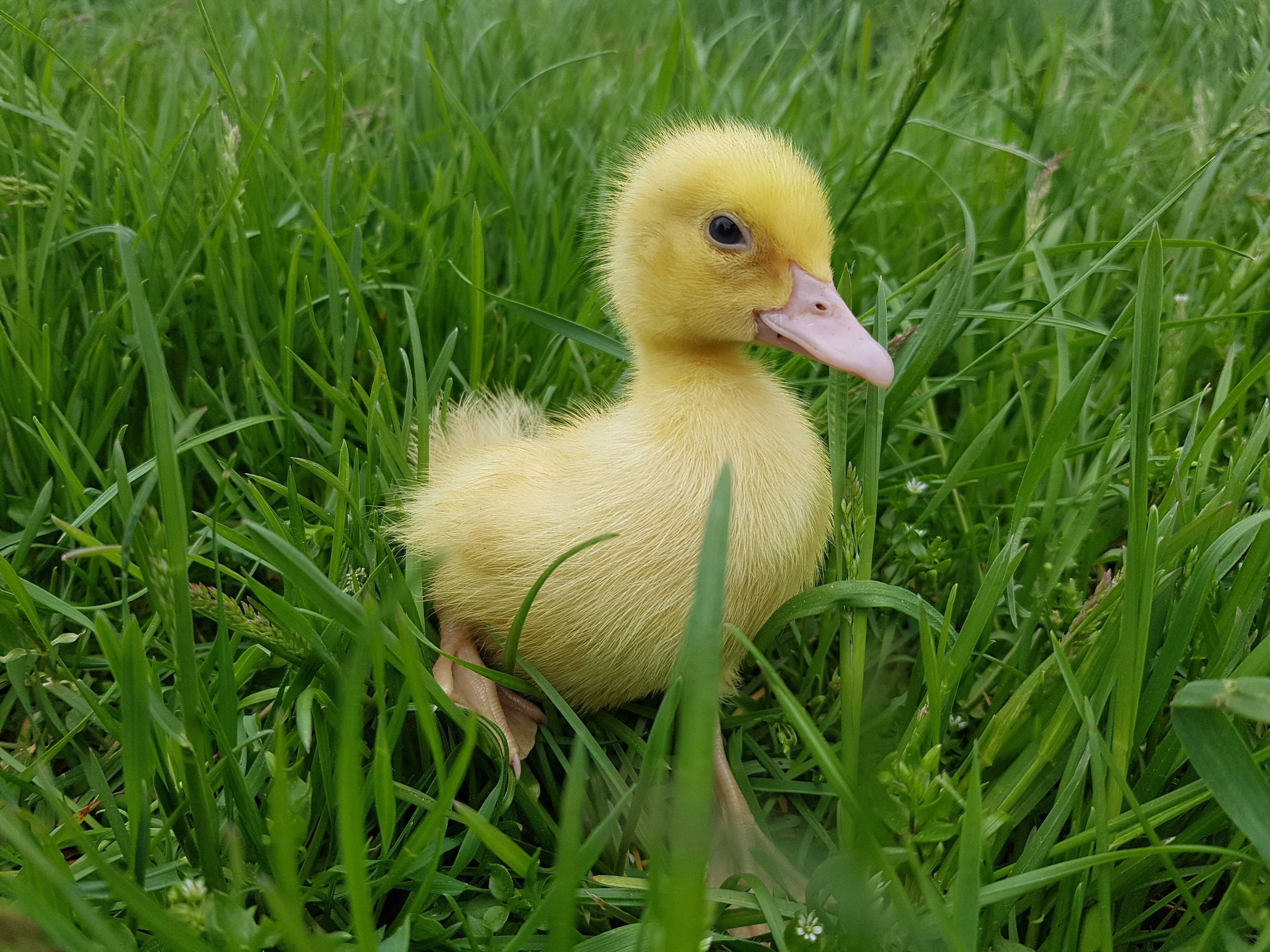 Kaczuszki młode pisklęta do odchowu mulard, pekin, dworka