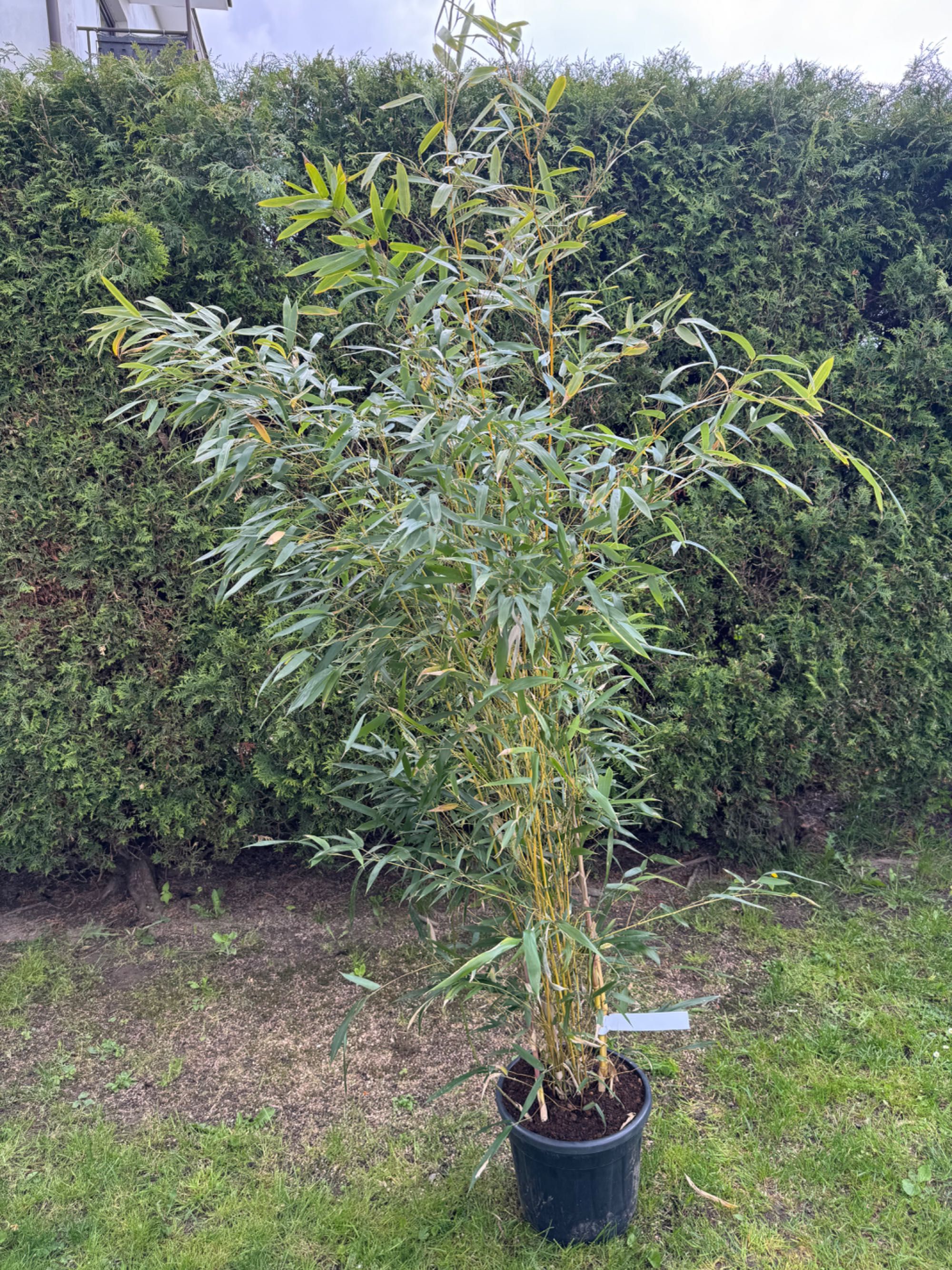 Bambusy Mrozoodporne, Fargesia, phyllostachys, zimozielone,żywopłot