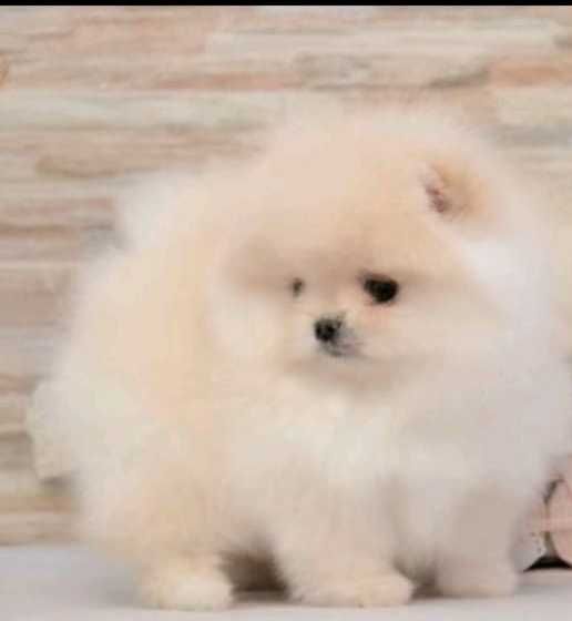 !!! Mały mini miś pomeranian