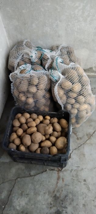 Sprzedam ziemniaki żółte Vineta 1.3zl/kg