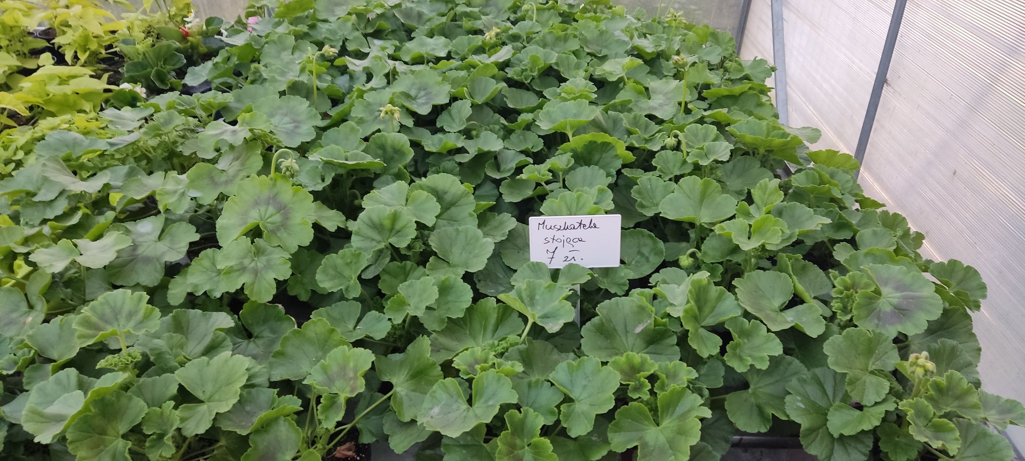 Stokrotka Dalia dragon fuksja pelargonia  bobik dichondra