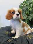 Sprzedam sunię Cavalier King Charles Spaniel