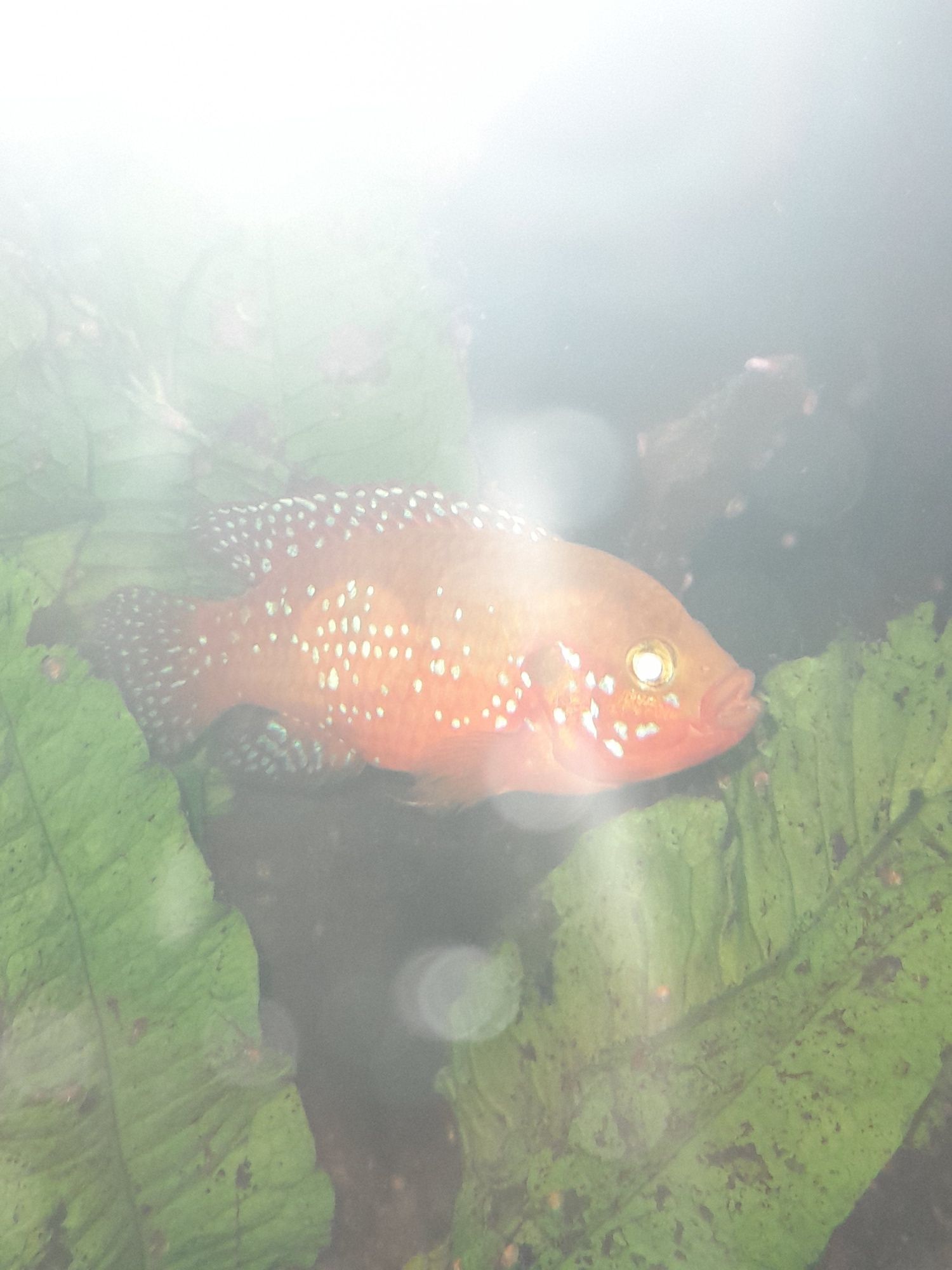Vendo peixe jóia  macho