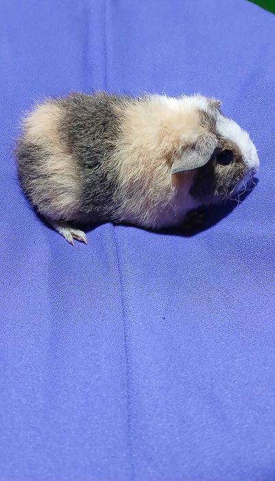 Морська свинка , тедді.