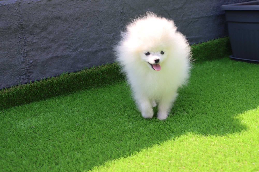 SPITZ  (lulu de pomerania)  MINI