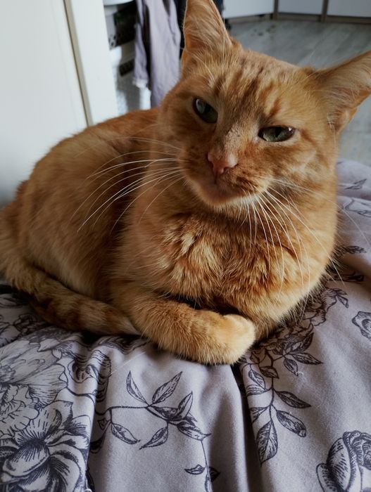 Ruda kociczka do adopcji