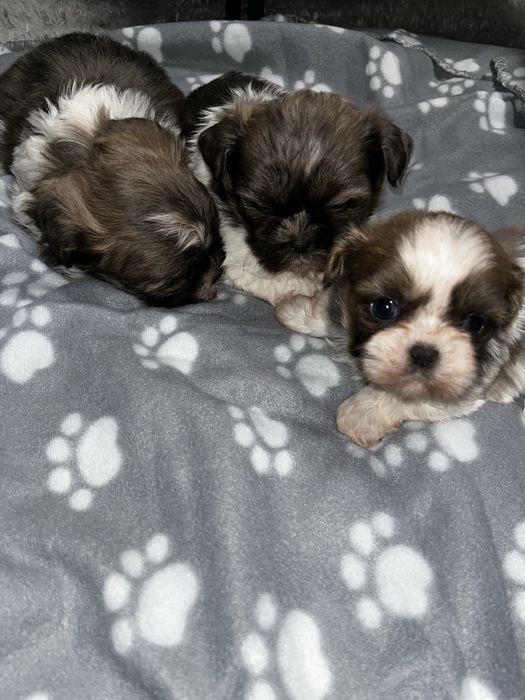 Shihtzu szczeniak shih tzu