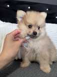 Szpic miniaturowy pomeranian