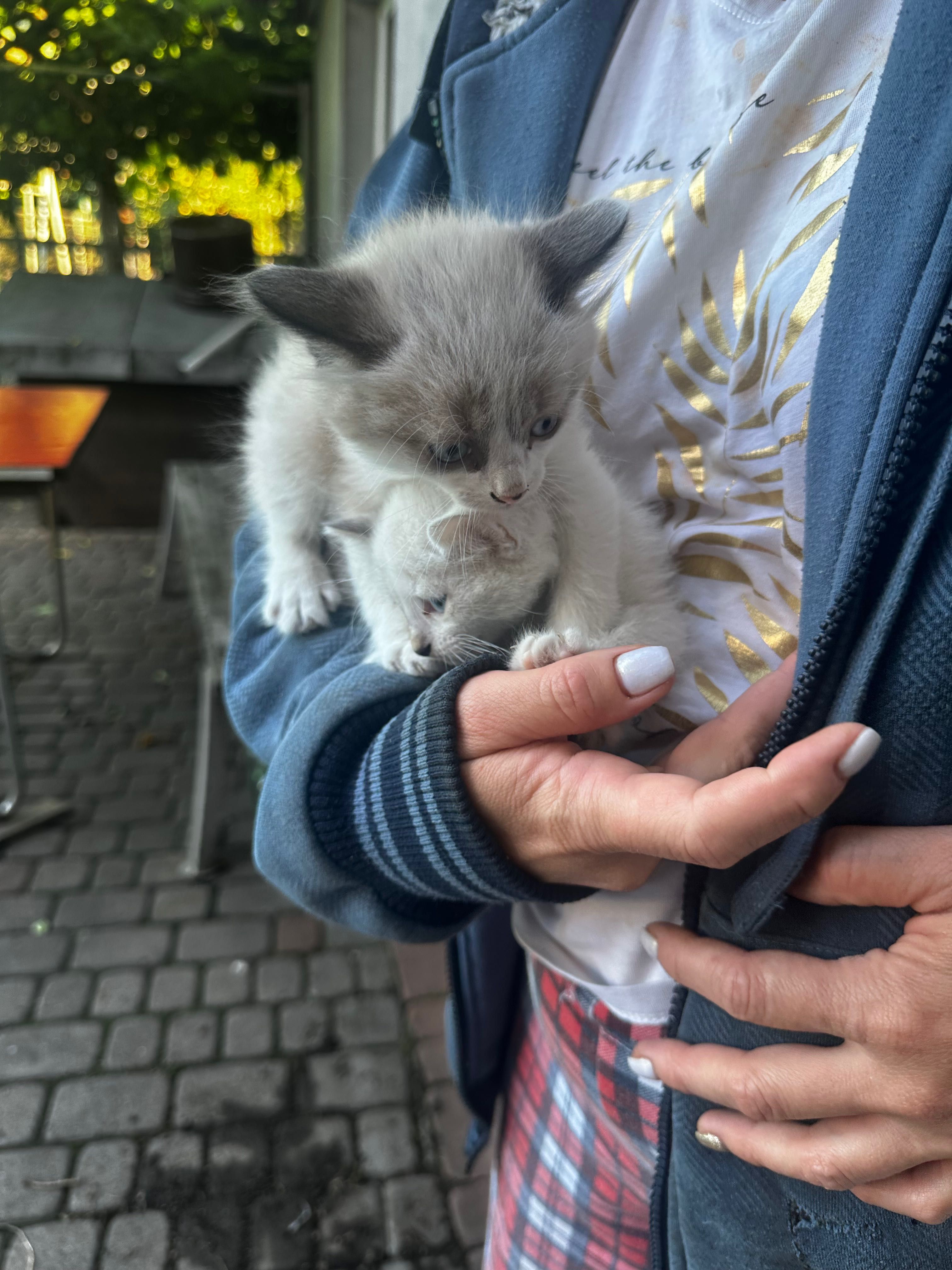 Пухнасті сіамські кошенята