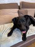 Zoja sunia do adopcji