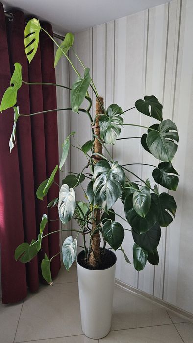 Okazała monstera wraz z donicą