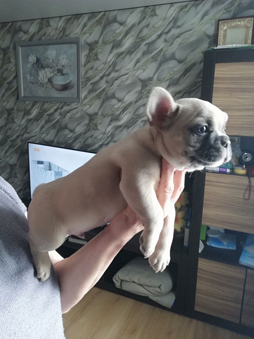 Французький бульдог