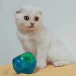 Gatinho para venda