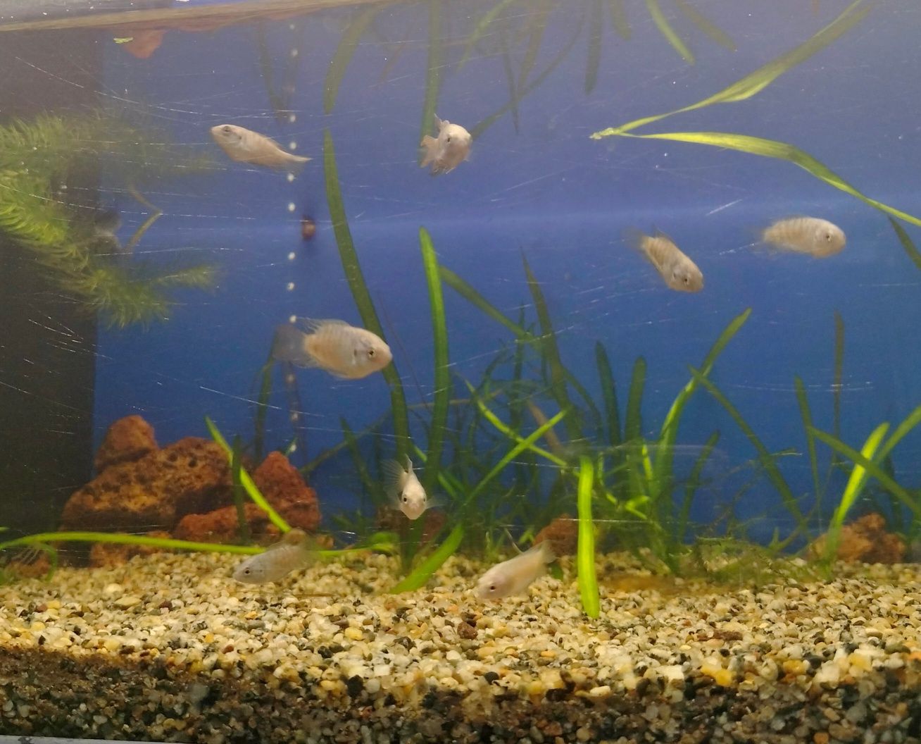 Peixe Paraiso Azul
