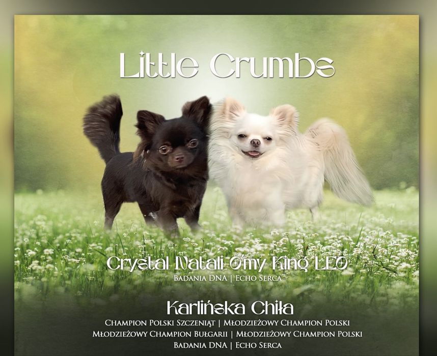 Chihuahua Długowłosa