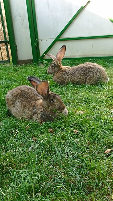 Бельгійці кролі,самички