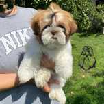 Shih Tzu czekoladowe ZAREZERWOWANY