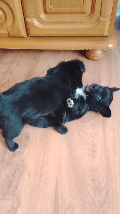 Oddam szczeniaki w dobre ręce