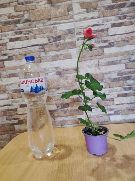 Продам ампельні і кущові пеларгонії