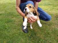 Beagle szczeniak